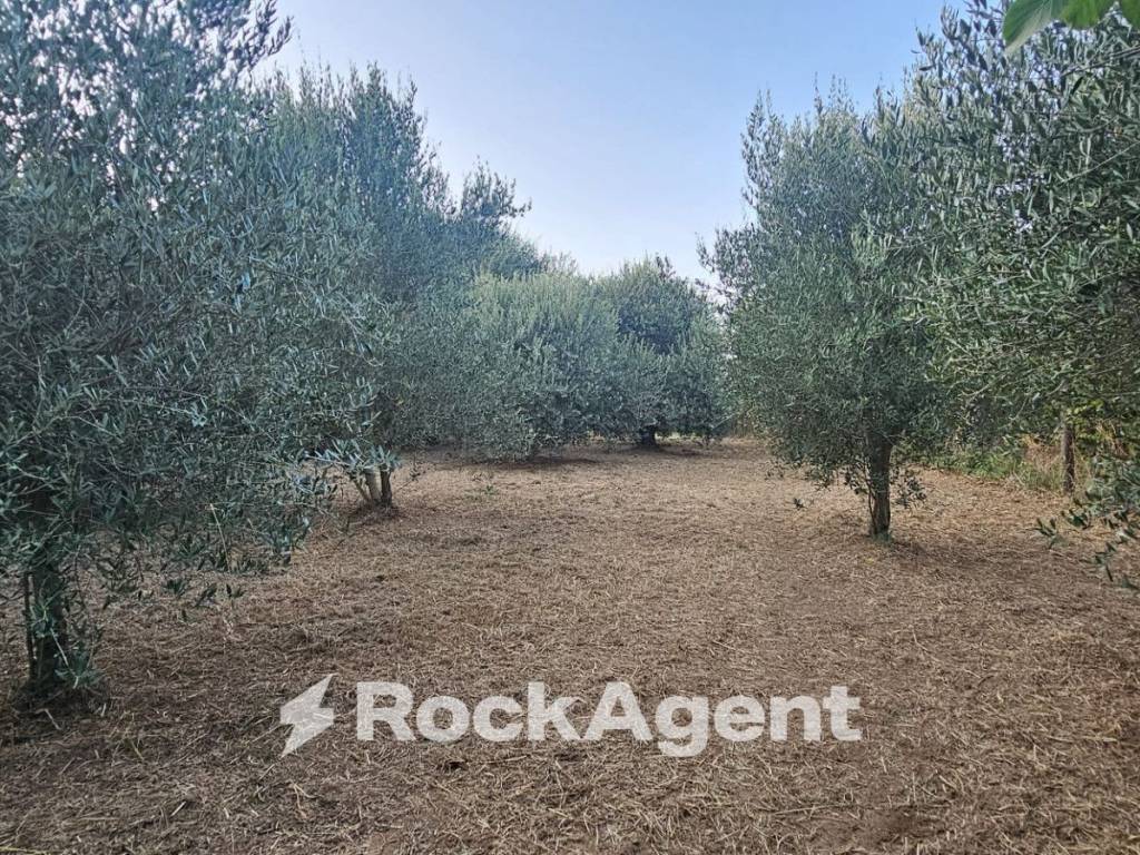 Terreno a Vignanello in SP26, 68 - Foto 4