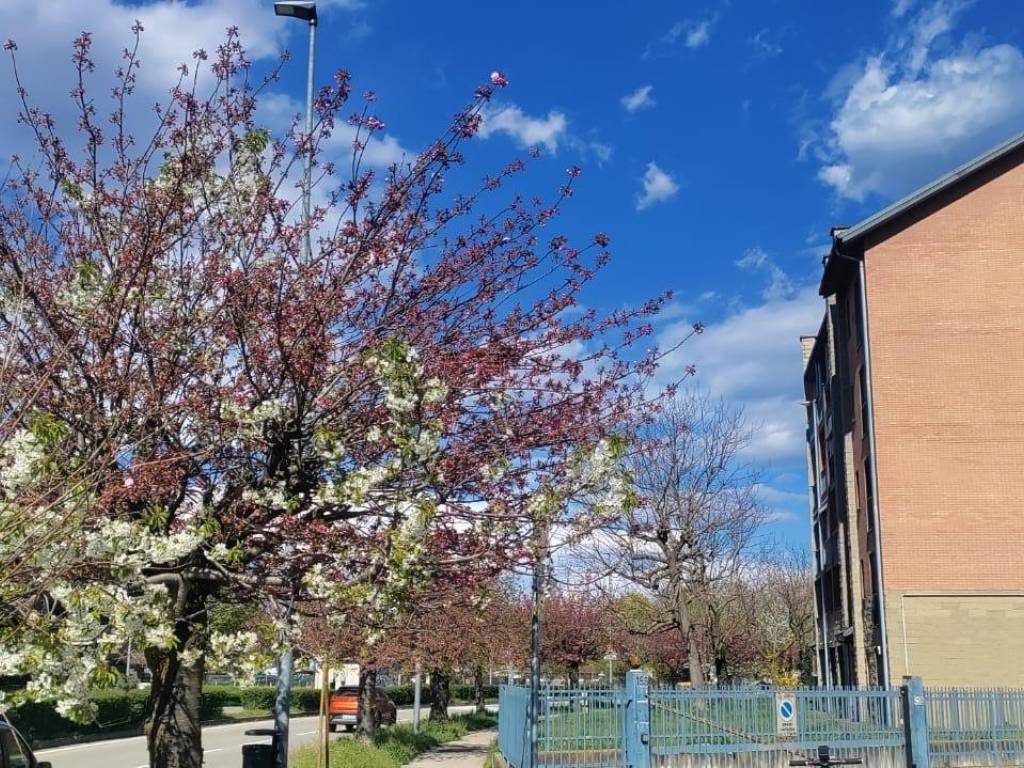 Appartamento a Nichelino in Via Evangelista Torricelli, 181 - Foto 5