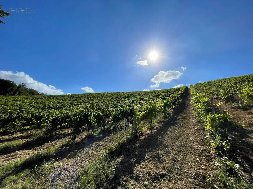 Terreno a Ripatransone in Contrada Collevecchio - Foto 2
