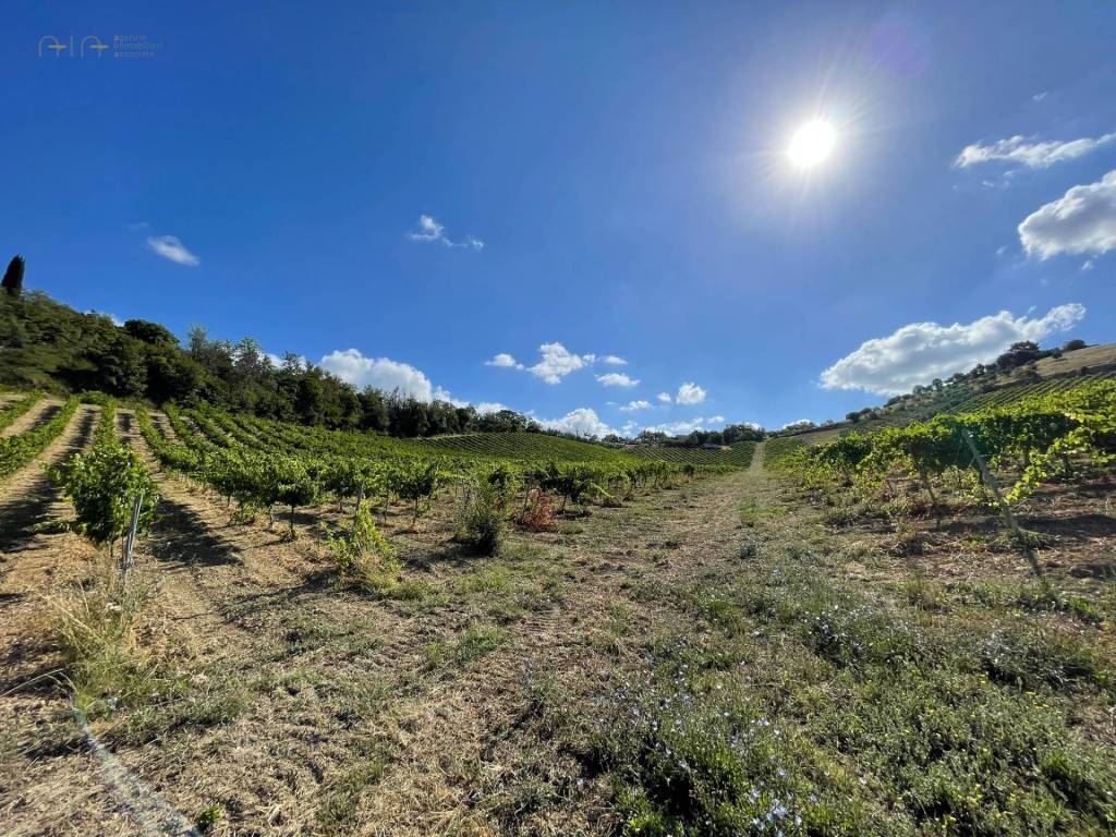 Terreno a Ripatransone in Contrada Collevecchio - Foto 4