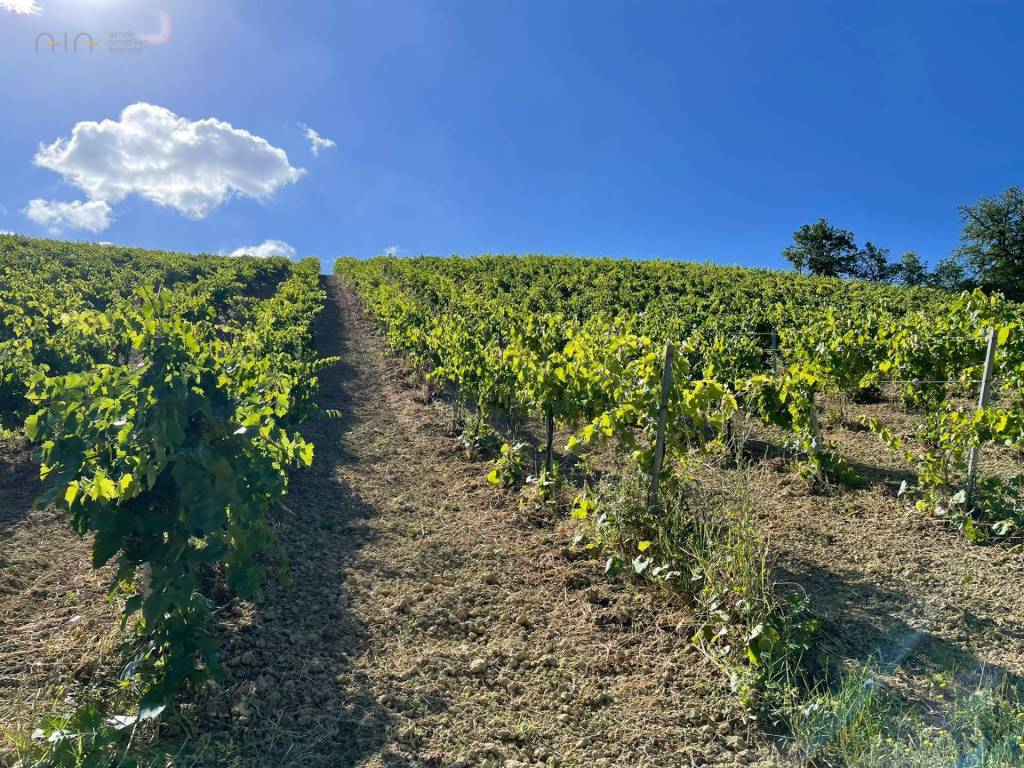 Terreno a Ripatransone in Contrada Collevecchio - Foto 5