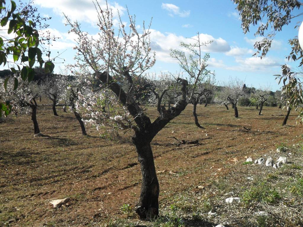 Villa a Polignano a mare in Strada Comunale Commisso - Foto 3