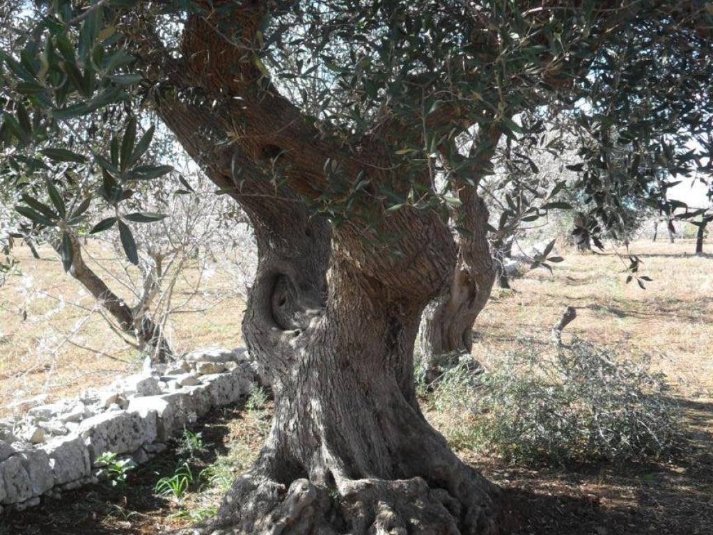 Villa a Polignano a mare in Strada Comunale Commisso - Foto 5