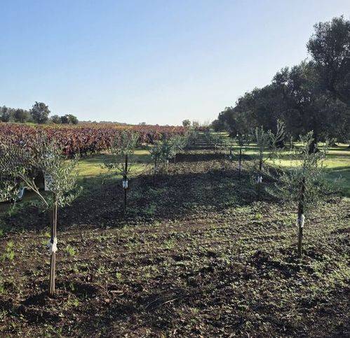 Terreno a Fragagnano in Strada Statale 7Ter - Foto 2