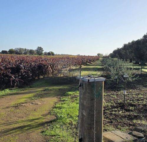 Terreno a Fragagnano in Strada Statale 7Ter - Foto 3