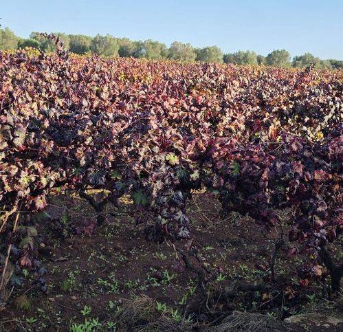 Terreno a Fragagnano in Strada Statale 7Ter - Foto 4