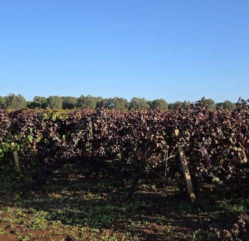 Terreno a Fragagnano in Strada Statale 7Ter - Foto 5