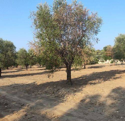 Terreno a Fragagnano in Via Dello Sport - Foto 4