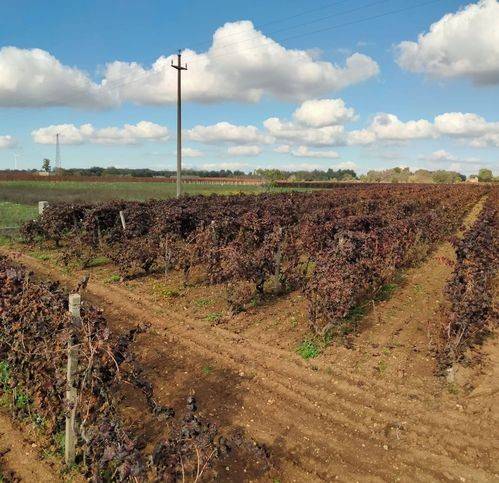 Terreno a Sava in Strada Comunale Taranto Lecce - Foto 2