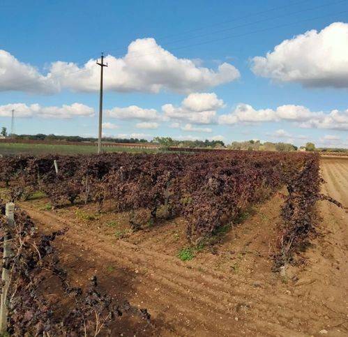 Terreno a Sava in Strada Comunale Taranto Lecce - Foto 3