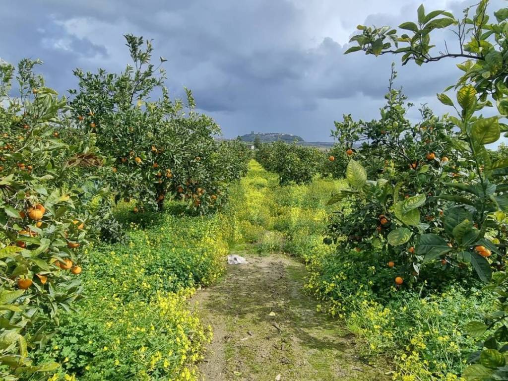 Terreno a Paternò in CONTRADA SALINELLE - Foto 5