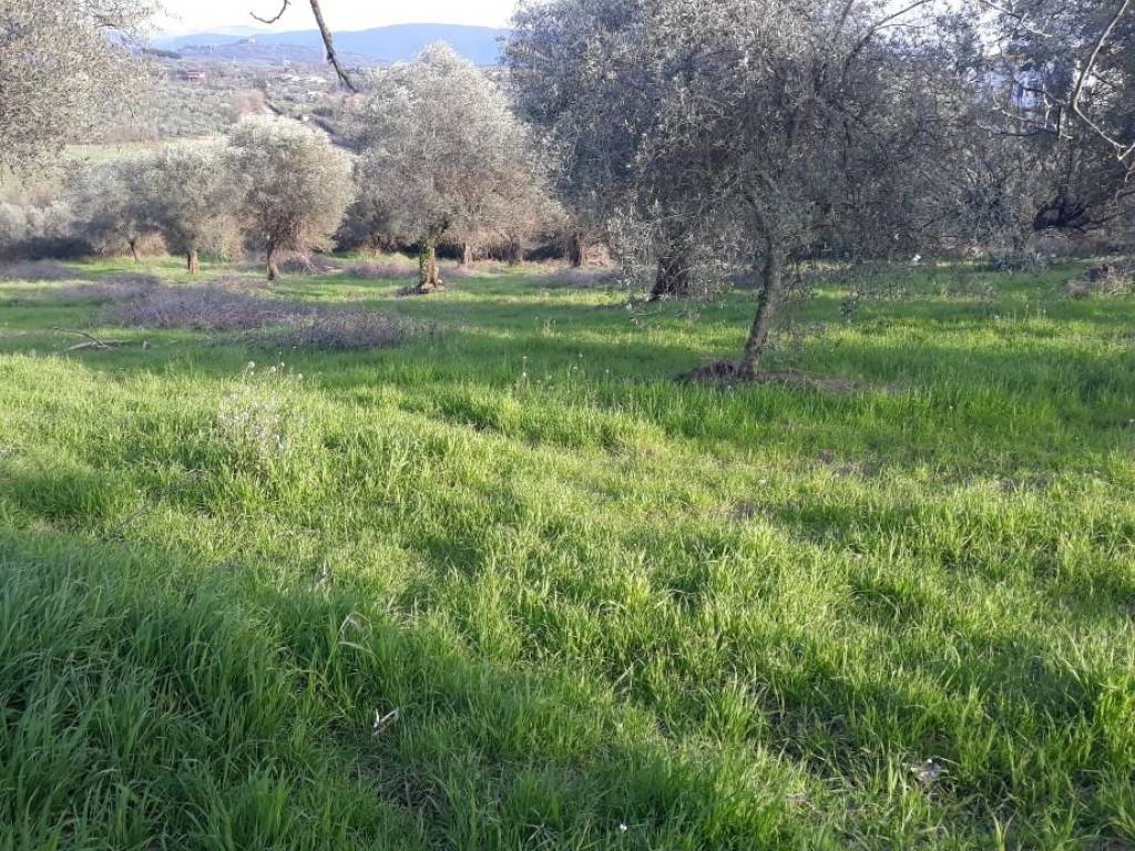 Terreno a Sant'angelo romano in Via Quarticciolo - Foto 5