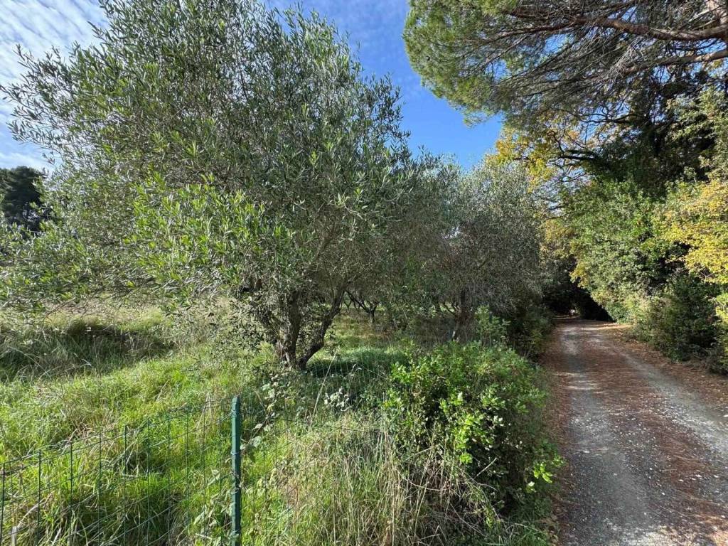 Terreno a Casale marittimo - Foto 3