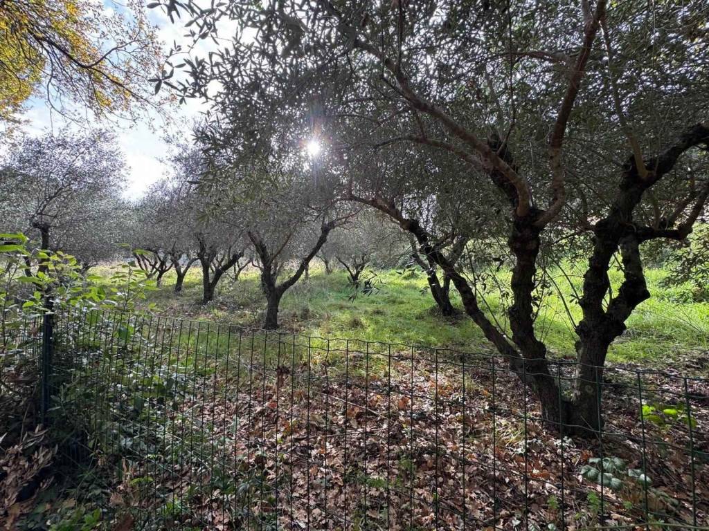 Terreno a Casale marittimo - Foto 5