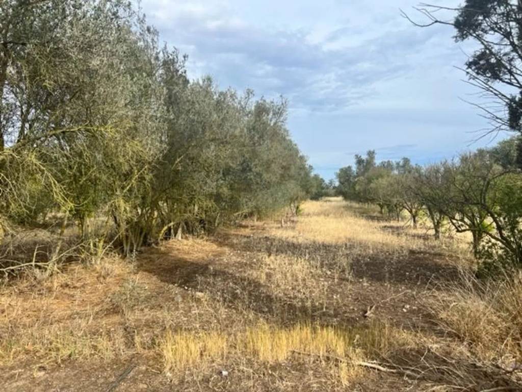 Terreno a Assemini in Traversa Sulla Strada Dei Canadesitraversa Sulla Strada Dei Canadesi - Foto 3