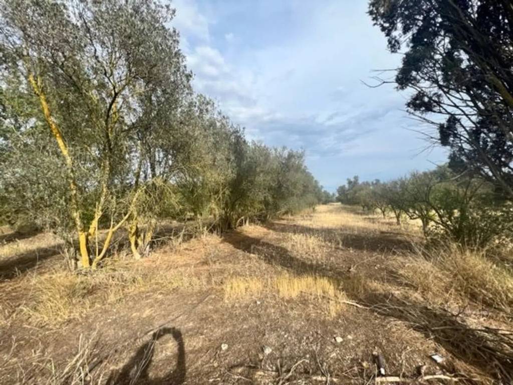 Terreno a Assemini in Traversa Sulla Strada Dei Canadesitraversa Sulla Strada Dei Canadesi - Foto 4