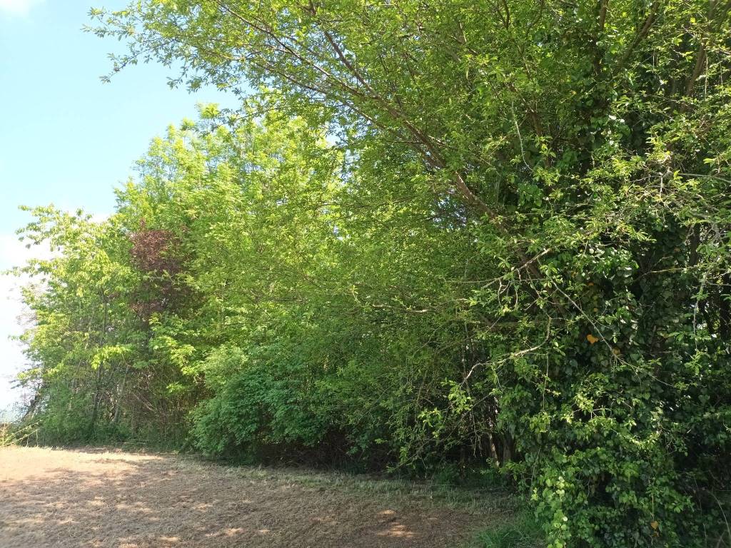 Terreno a Vicoforte in Via Mondovì Piazza - Foto 4