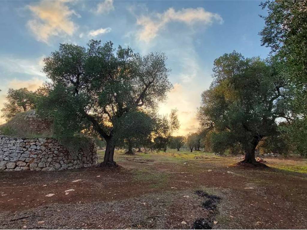Terreno a Carovigno - Foto 5