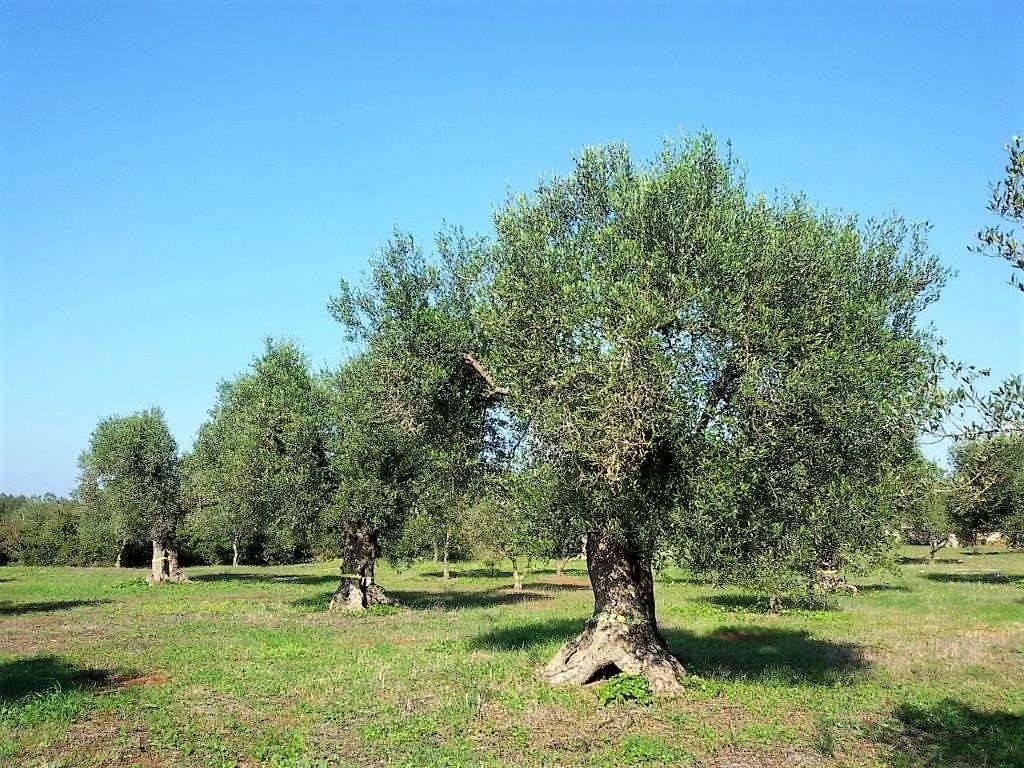 Terreno a Salve - Foto 4
