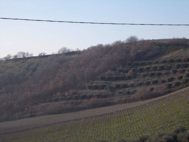 Terreno a Ripatransone in contrada - Foto 3