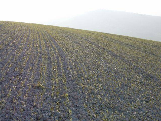 Terreno a Ripatransone in contrada - Foto 5