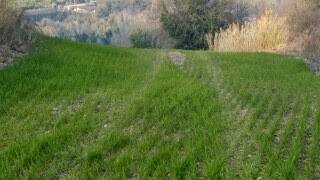 Terreno a Mondavio - Foto 3