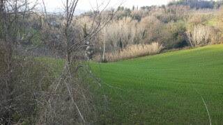 Terreno a Mondavio - Foto 4