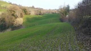 Terreno a Mondavio - Foto 5