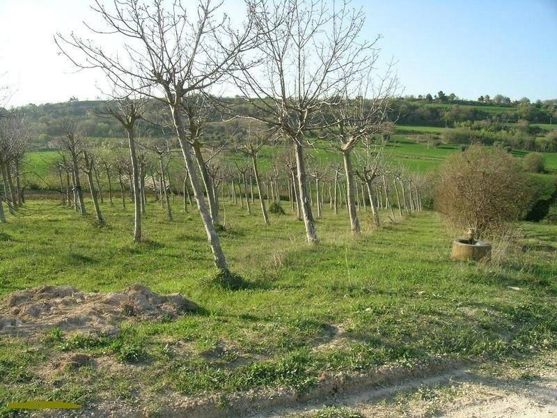 Rustico / casale a Campofilone in Contrada Montecamauro - Foto 3
