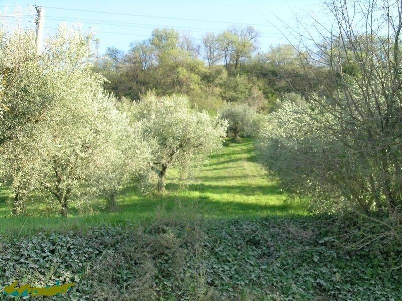 Rustico / casale a Campofilone in Contrada Montecamauro - Foto 4