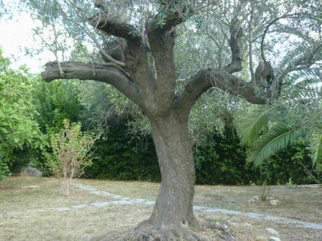 Villa a Cossignano - Foto 5