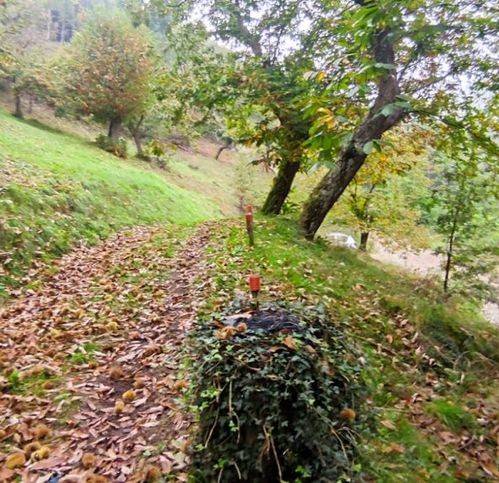 Terreno a Vicchio - Foto 2