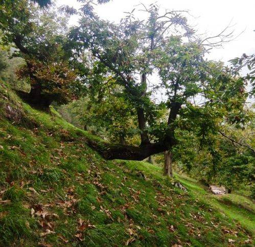 Terreno a Vicchio - Foto 3