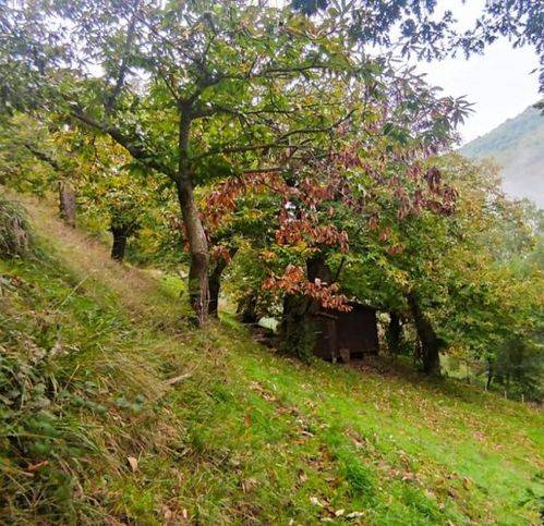Terreno a Vicchio - Foto 4