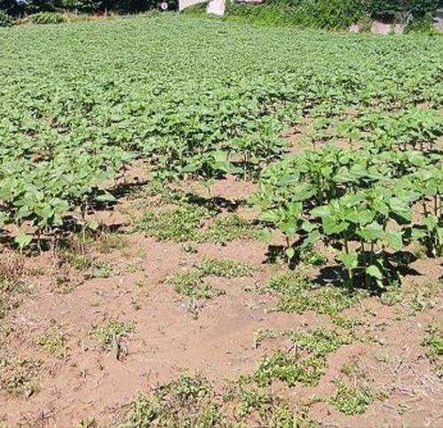 Terreno a Vicchio - Foto 3