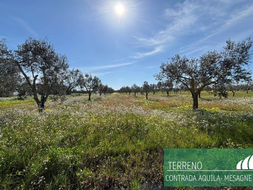 Terreno a Mesagne - Foto 2