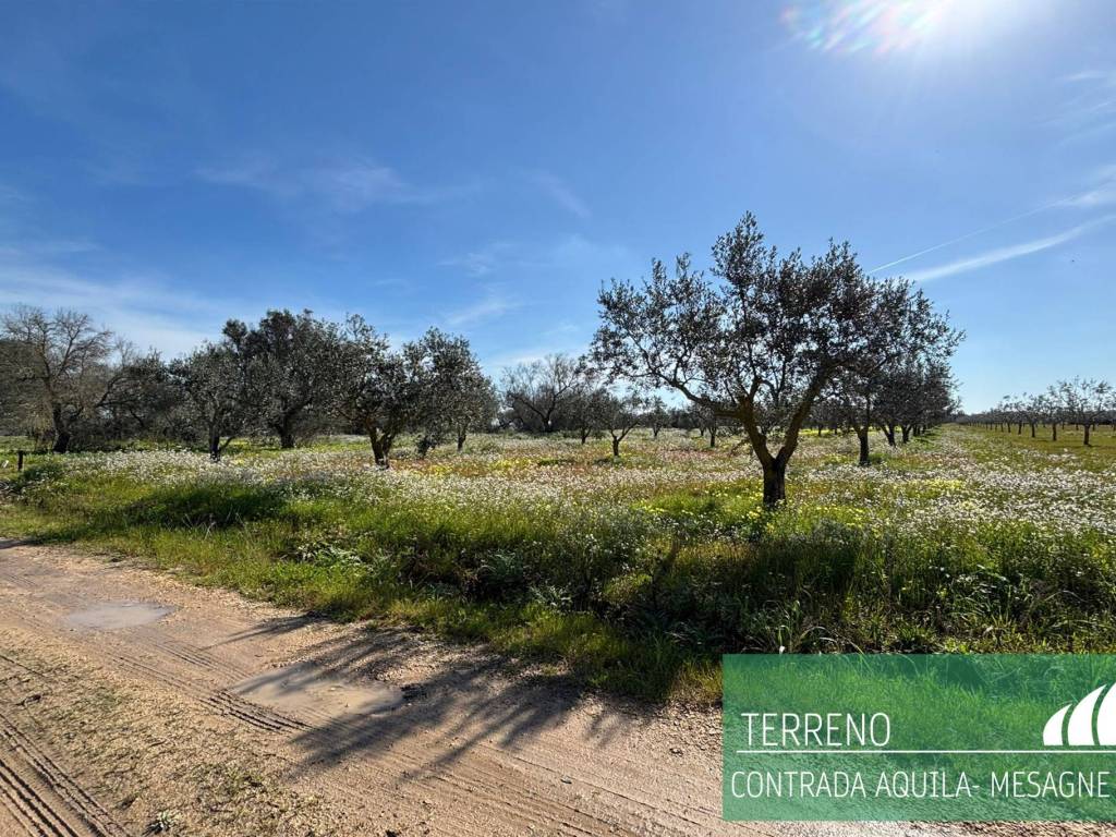 Terreno a Mesagne - Foto 3