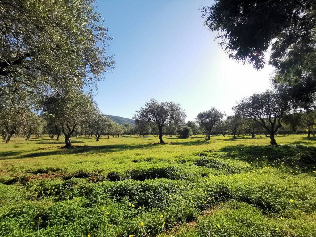 Terreno a Alghero in Via Punta Cristallo - Foto 2
