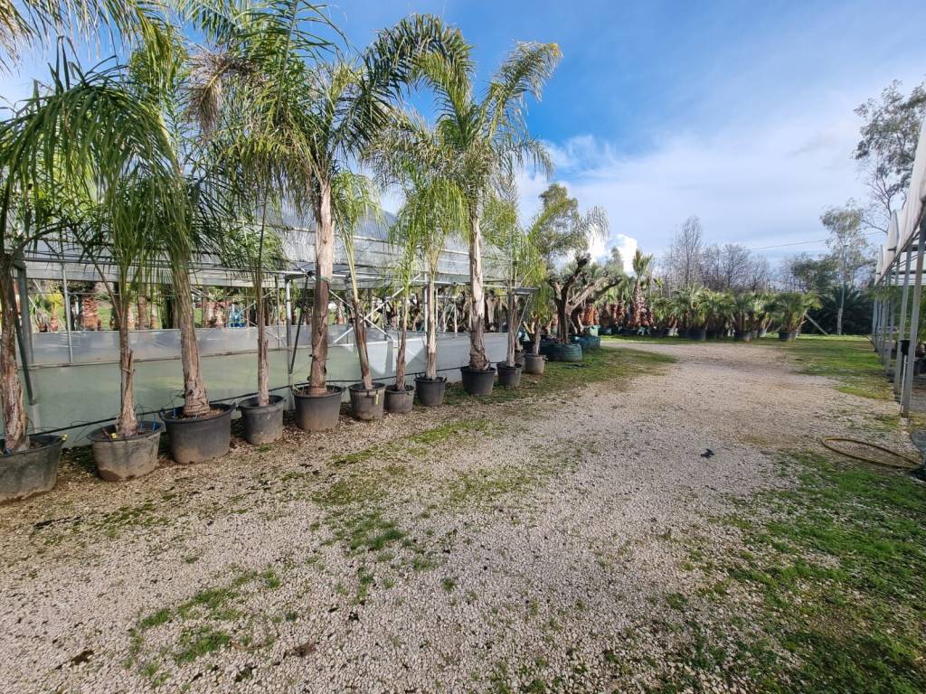 Terreno a Latina in Via Pontina - Foto 5