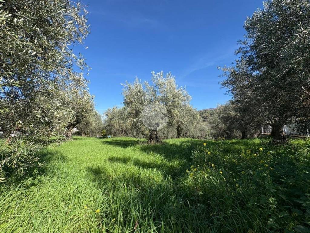 Terreno a Luzzi in Contrada Focazza, 2 - Foto 3