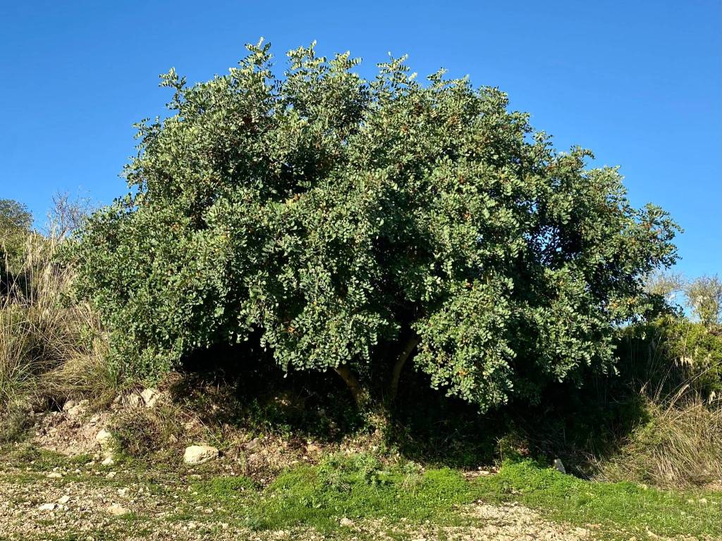 Terreno a Noto in Strada Statale Sud Occidentale Sicula - Foto 5