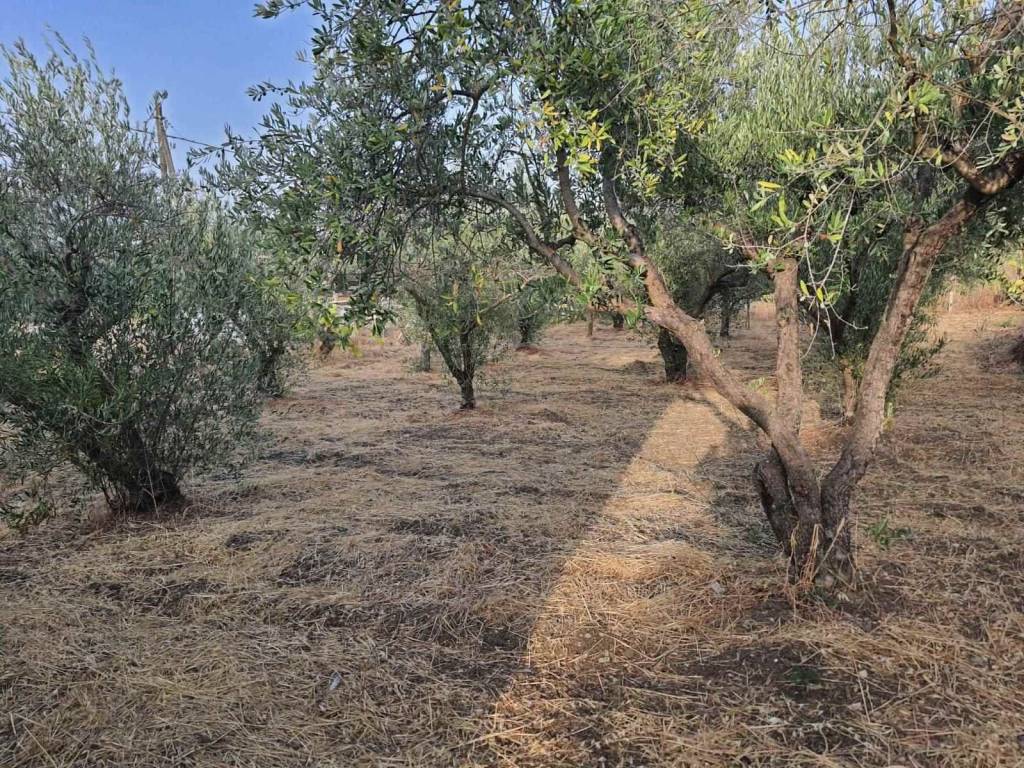 Villa a Caltanissetta in C/da Xirbi - Foto 3