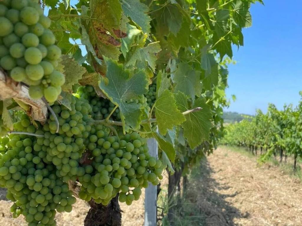 Terreno a Montespertoli in Via Mattonaia - Foto 2