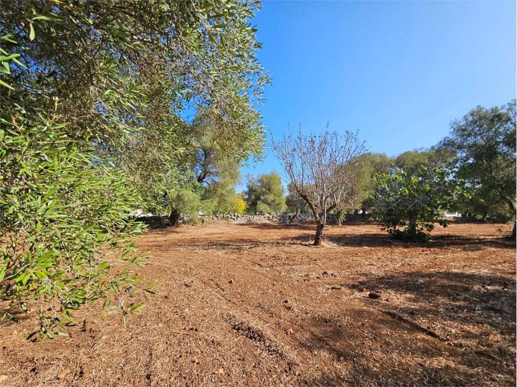 Terreno a Carovigno - Foto 4