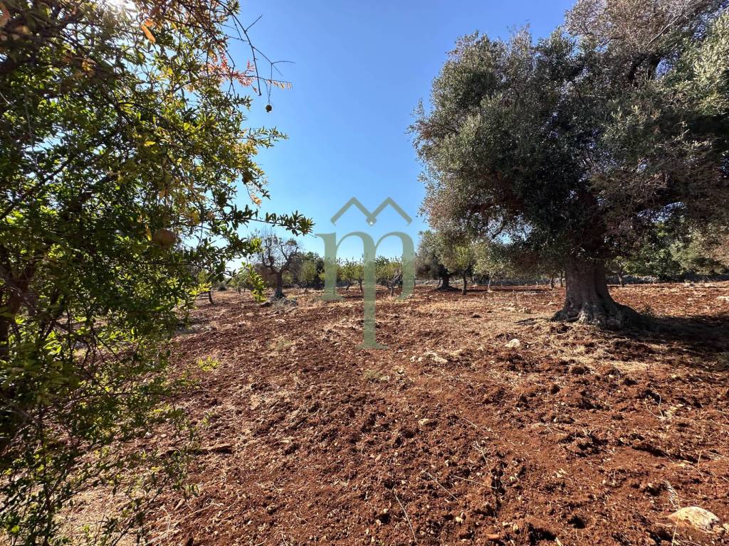 Rustico / casale a Carovigno - Foto 4