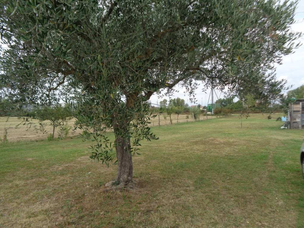 Terreno a Pisa - Foto 4