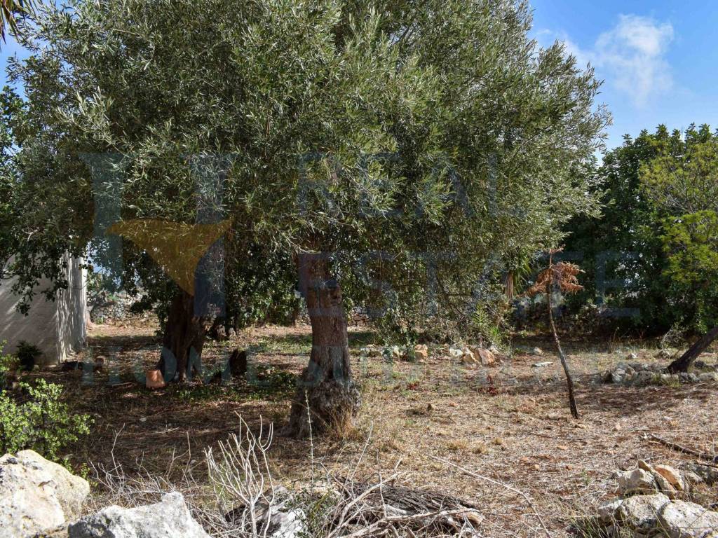 Rustico / casale a Noto in Via Tommaso Fazello, 228 - Foto 4