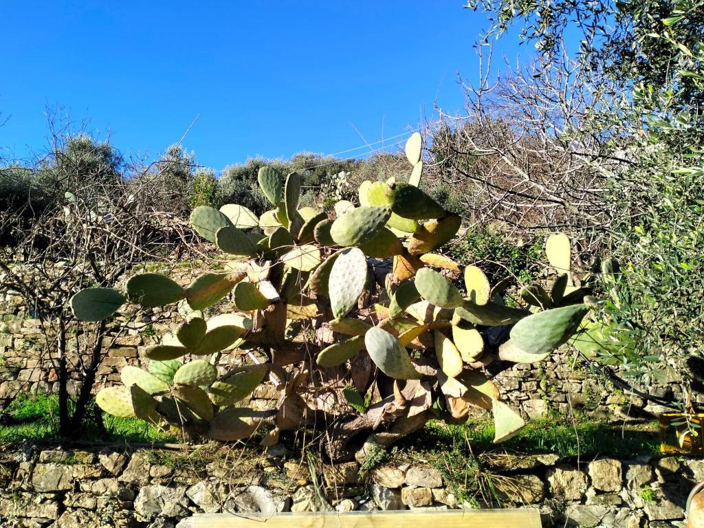 Terreno a Sanremo in Strada Suseneo Superiore - Foto 3