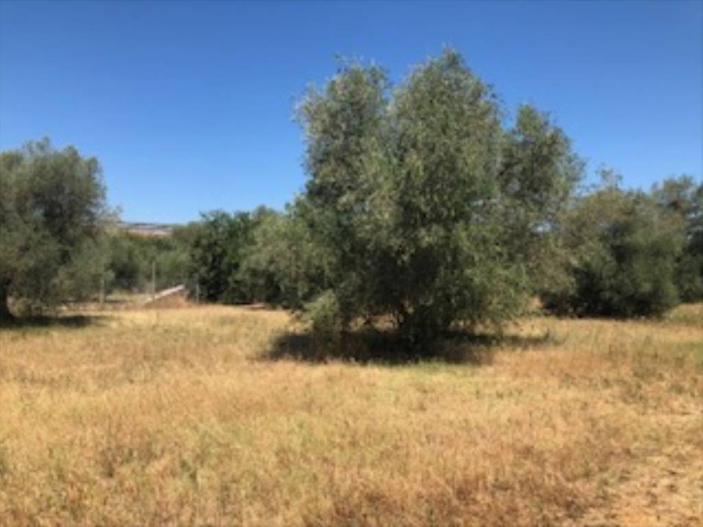 Terreno a Grosseto in Via Batignanese - Foto 2