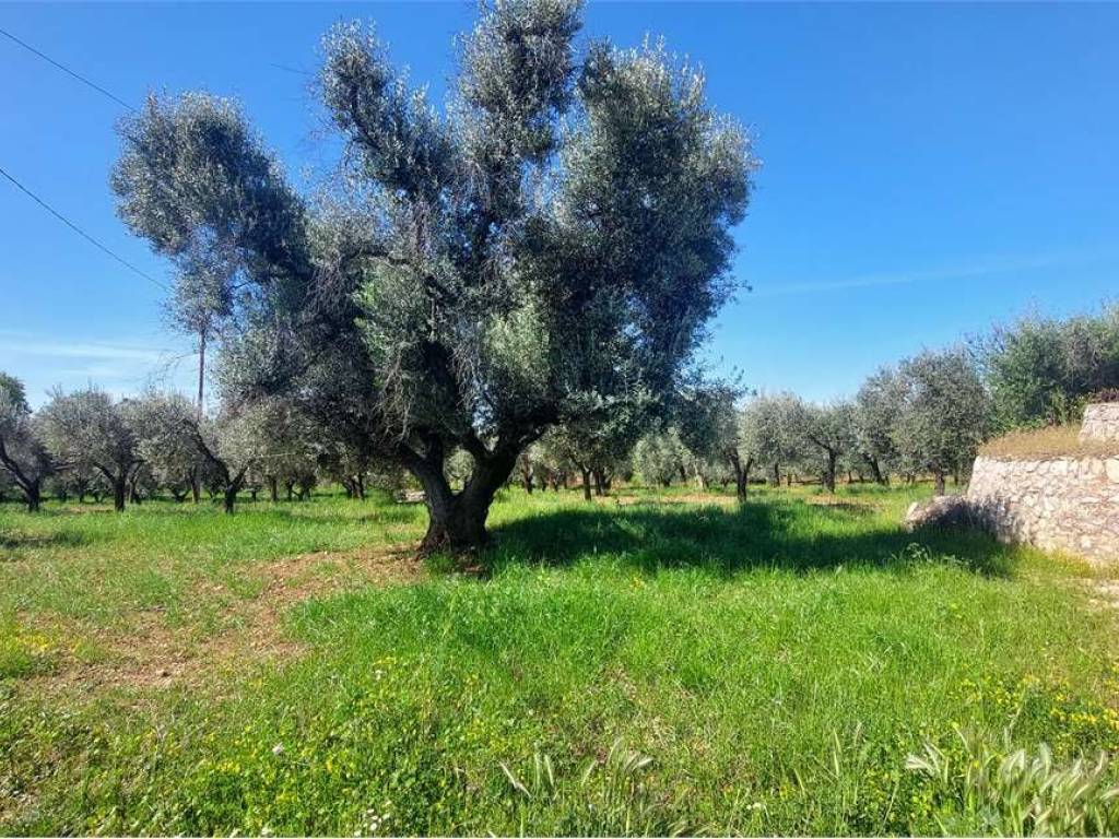 Terreno a San vito dei normanni - Foto 2